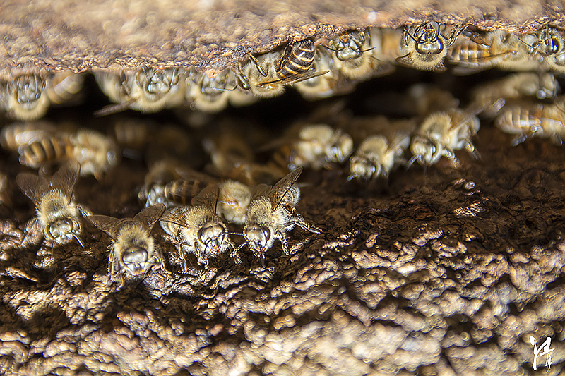 Psaraki Insect PHOTO PiRKA by Photographer Kiyoshi Sakurai -Flowrers & Insects-