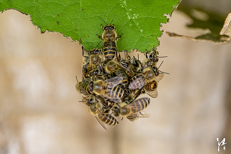Prika Insect PHOTO PiRKA by Photographer Kiyoshi Sakurai -Flowrers & Insects-