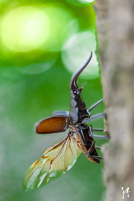 Shukha Insect PHOTO PiRKA by Photographer Kiyoshi Sakurai -Flowrers & Insects-