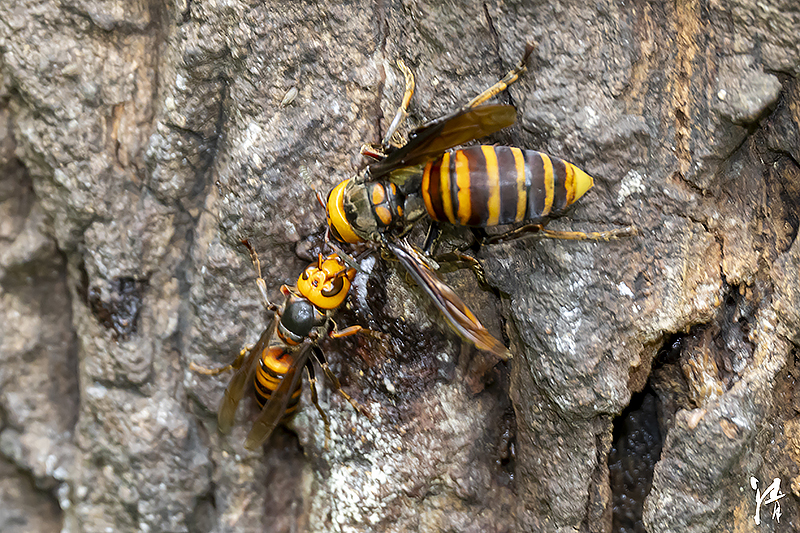 Psaraki Insect PHOTO PiRKA by Photographer Kiyoshi Sakurai -Flowrers & Insects-