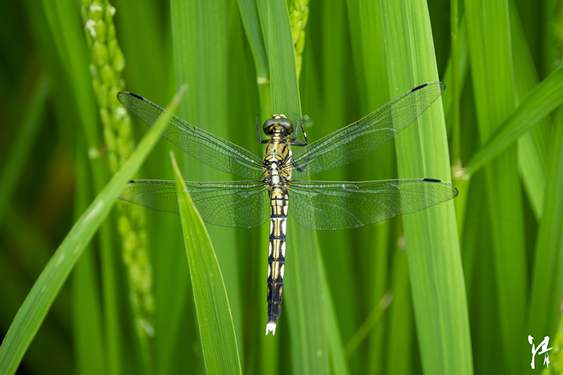 Psaraki Insect PHOTO PiRKA by Photographer Kiyoshi Sakurai -Flowrers & Insects-