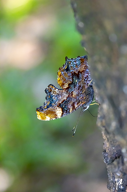 Psaraki Insect PHOTO PiRKA by Photographer Kiyoshi Sakurai -Flowrers & Insects-