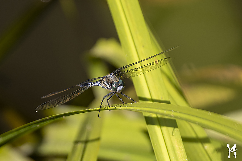 Prika Insect PHOTO PiRKA by Photographer Kiyoshi Sakurai -Flowrers & Insects-