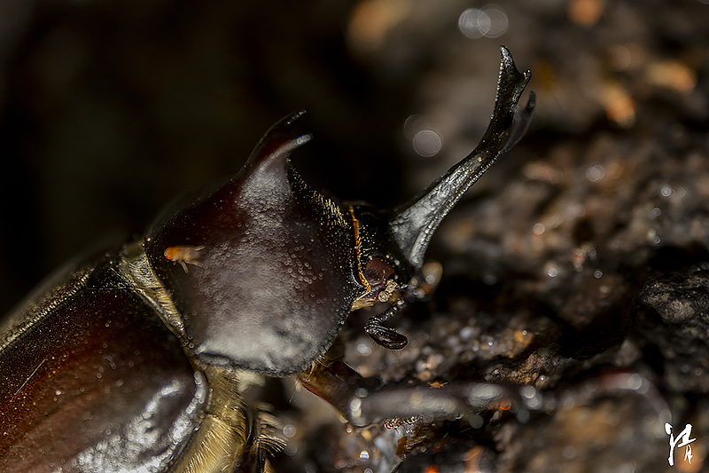 Kimra Insect PHOTO PiRKA by Photographer Kiyoshi Sakurai -Flowrers & Insects-